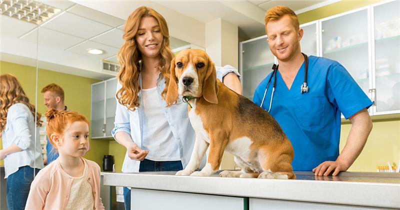 Mutuelle santé chats et chiens